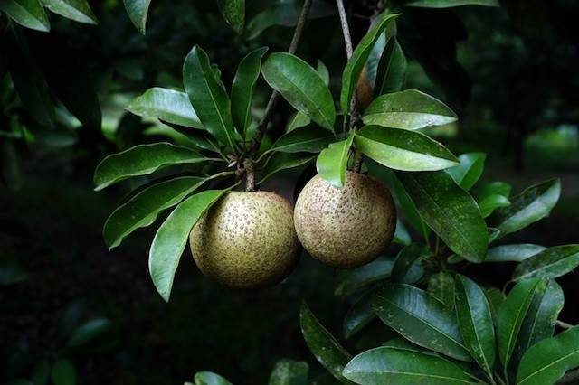 Hồng xiêm Mexico có vị thơm ngon hơn và giá cao gấp đôi so với giống hồng xiêm bình thường. Ảnh: Khoeplus.