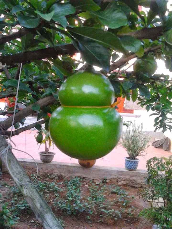 Để tạo ra những quả đào tiên hình dáng hồ lô, người trồng phải cho trái vào khuôn từ khi còn nhỏ. Ảnh: Rongbay.