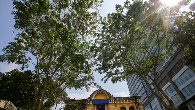 Từ lâu, hàng sưa đỏ đã trở nên quen thuộc với người dân xung quanh. Ảnh: Vietnam+.