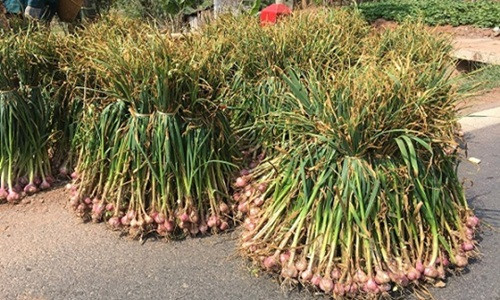 Trên thị trường, tỏi tía có giá bán cao gấp chục lần so với các loại tỏi bình thường, đặc biệt là vào dịp Tết. Ảnh: Dân Việt.