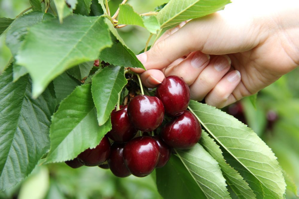 Cherry chín đầu mùa thường có kích cỡ khoảng 26 – 28 mm, màu đỏ thẫm, vị ngọt thanh và ít bị sâu bệnh. Ảnh: WeekendNotes.