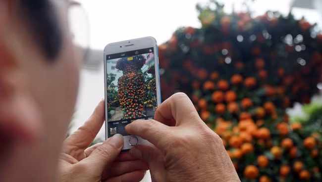 Cặp quýt lộc bình vàng ươm bày trên phố khiến nhiều người trầm trồ ngạc nhiên.