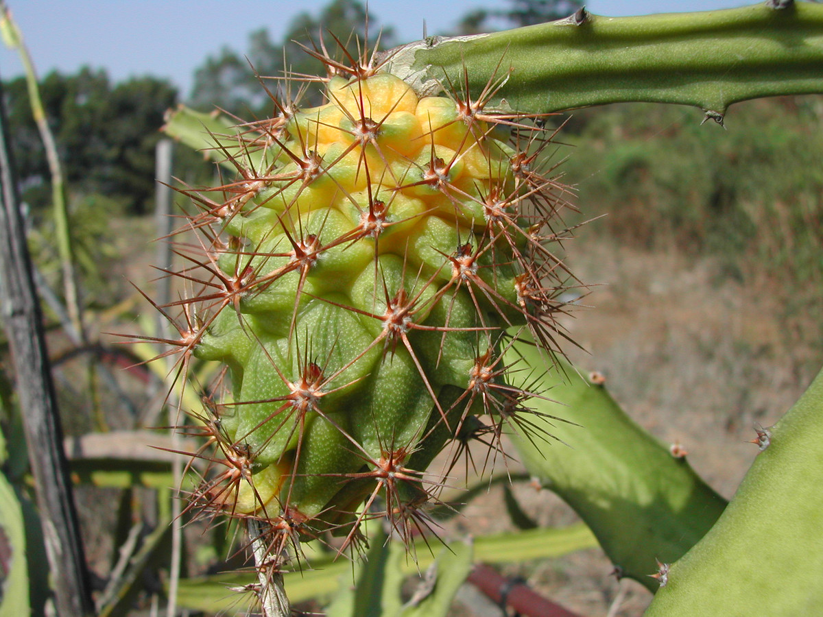 Lúc chưa chín, thanh long vàng có phần gai nhọn và dài. Ảnh: Specialtyproduce.