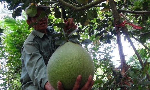 Trái to, bụng tròn như cái thúng nên giống bưởi này được gọi là bưởi thúng. Ảnh: Vietq.
