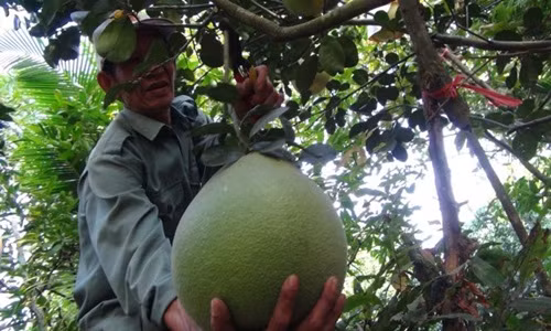 Trái to, bụng tròn như cái thúng nên giống bưởi này được gọi là bưởi thúng. Ảnh: Vietq.