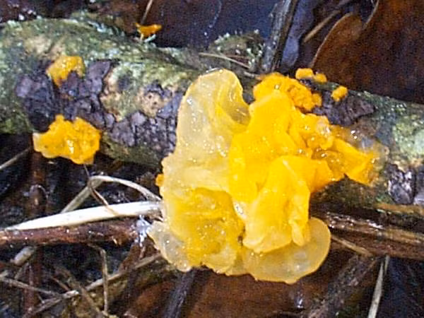 Mộc nhĩ vàng thường mọc trên thanh gỗ mục. Ảnh: First Nature.