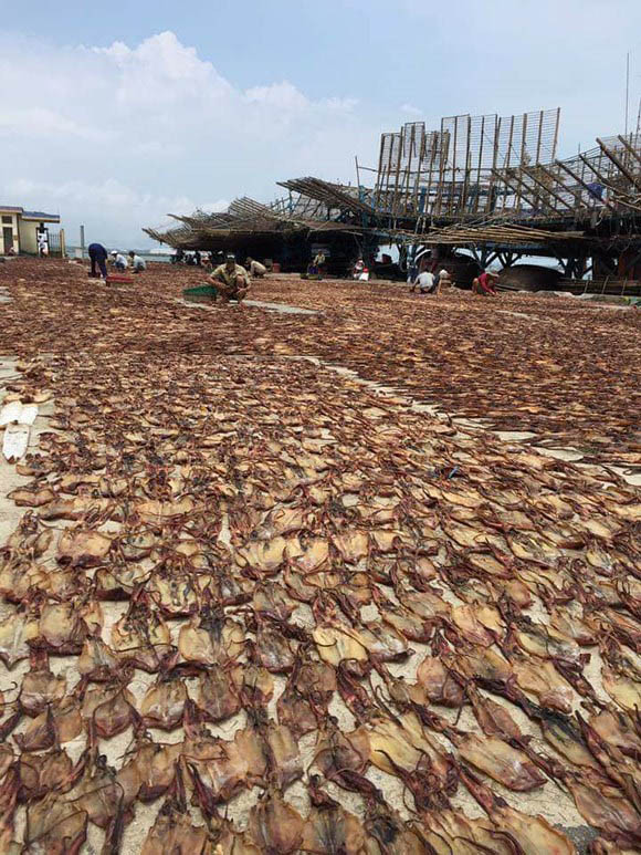 Sau gần 50 ngày bám biển, ông Lương Văn Cam (46 tuổi, trú xã Tam Giang) thu hoạch được 27 tấn mực khô. Ảnh: Dân Việt.