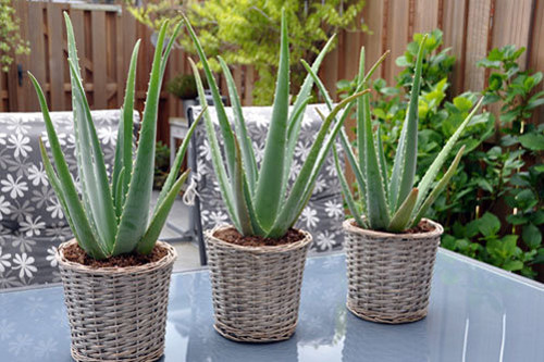 Nha đam có thể sống một thời gian dài mà không có nước. Ảnh: Cayxanhhoanggia.