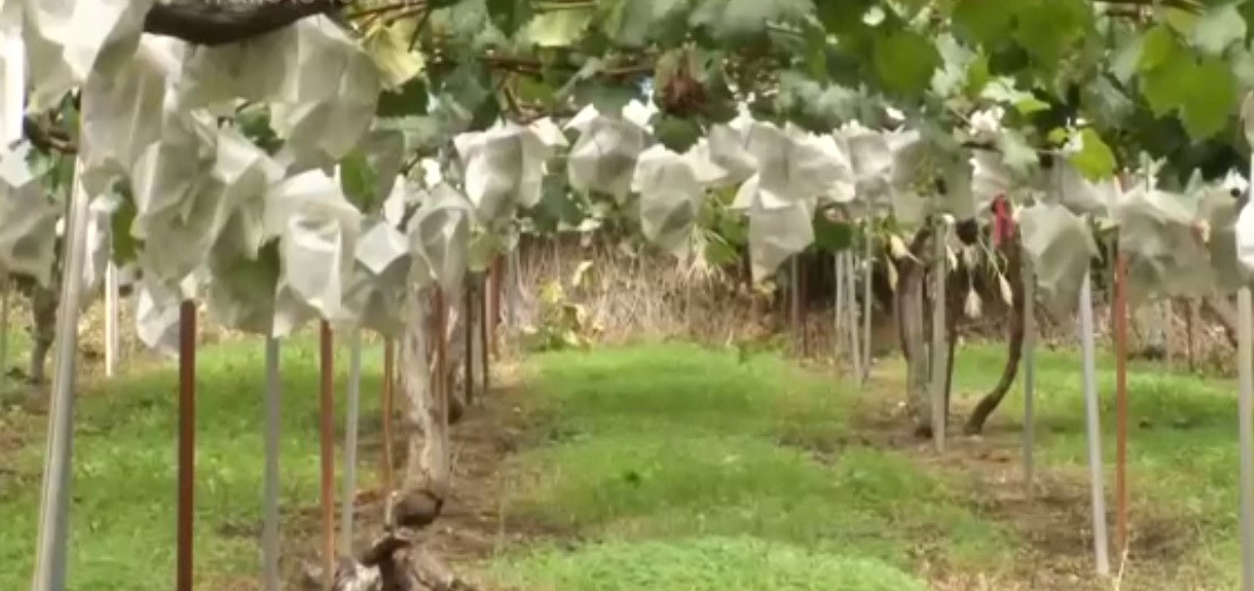 Người dân Nagano trồng nho không hạt theo hàng, thẳng tắp. Ảnh: NHK World.