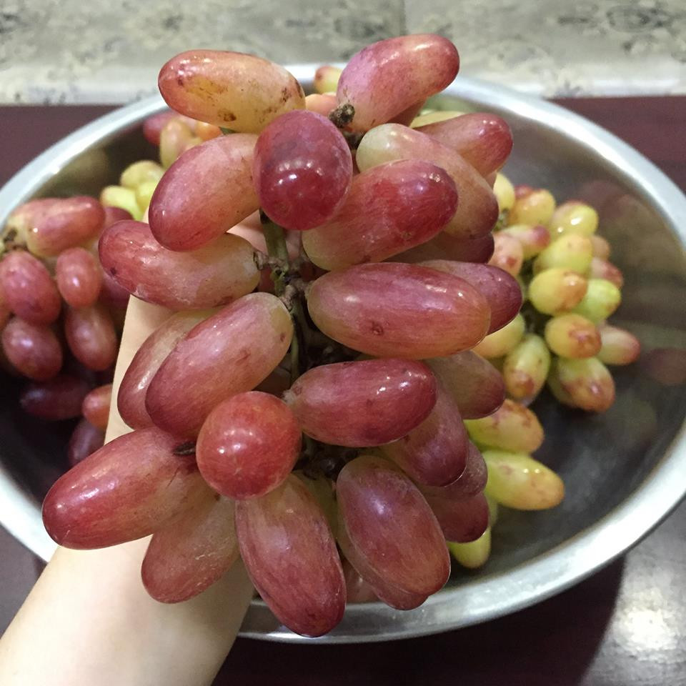 Giống nho mới này có tên là NH01-152 do Viện Nghiên cứu Bông và Phát triển Nông nghiệp Nha Hố thuộc Viện Khoa học Việt Nam nghiên cứu, lai tạo. Ảnh: FB Nguyễn Xuân Bích Trâm.