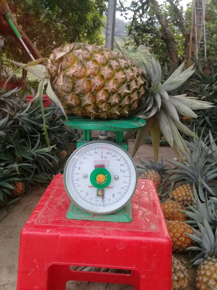 Dứa phát triển tốt, cho năng suất cao, mỗi ha có thể thu vài chục tấn. Nếu ép hết thành nước, trừ chi phí, chị Hiền thu được cả trăm triệu đồng/1ha. Ảnh: Dân Việt.