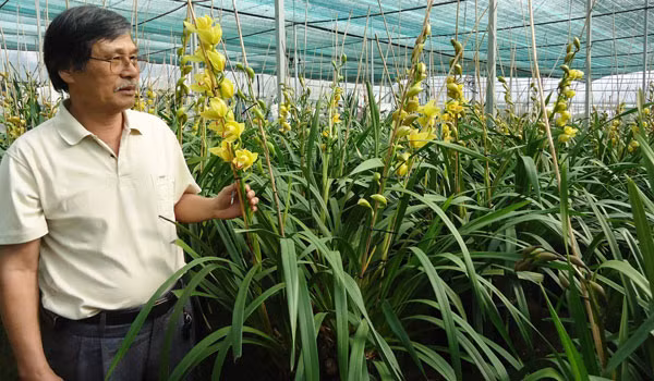 Tại Đà Lạt, dân chơi lan đều biết tiếng của vườn địa lan Anh Quỳnh (đường Vạn Kiếp). Ảnh: Baolamdong.