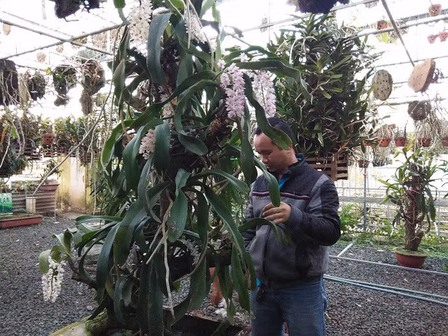 Trung bình mỗi tháng vườn lan của anh Bắc bán được 400 - 500 triệu đồng, thu lãi hơn 1 tỷ đồng/năm. Ảnh: Dân Việt.