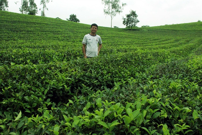 Cánh đồng chè trồng theo tiêu chuẩn VietGap của gia đình ông Võ Văn Sáng ở xã Hùng Sơn, huyện Anh Sơn rộng 4,5 ha cho lãi ròng 340 triệu đồng/năm. Ảnh: NNVN.