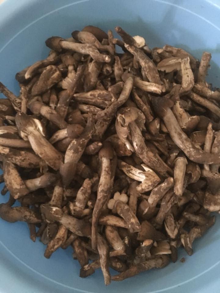 Gần đây, nấm mối trở thành đặc sản được nhiều khách hàng săn đón ở TP HCM và các tỉnh ở miền Tây. Ảnh: FB Kim Hiền.