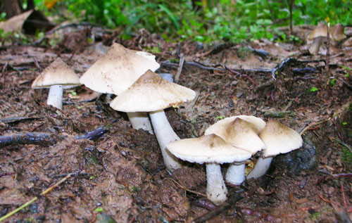 Để hái được nấm mối tự nhiên, người dân phải dậy từ lúc trời còn khuya. Ảnh: Baodongkhoi.