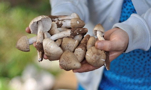 Nhiều gia đình có điều kiện muốn thưởng thức còn phải đặt cọc tiền cho người đi săn vì khan hàng. Ảnh: Zing.