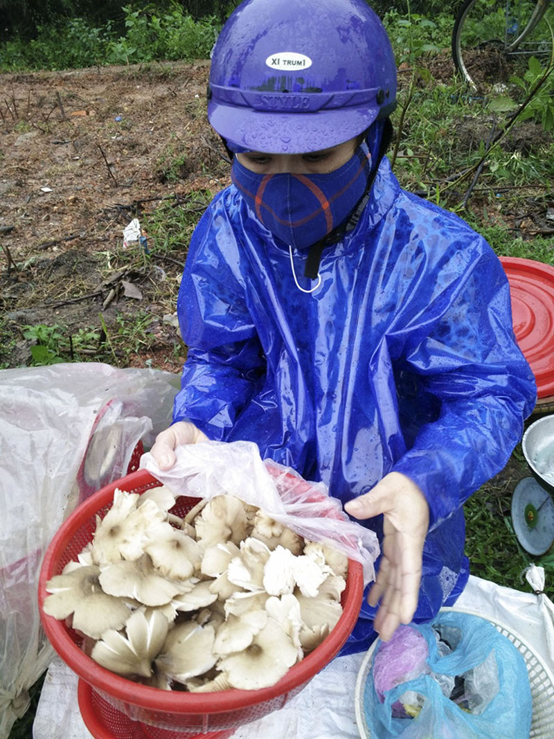 Nấm sau khi hái về phần lớn bán lại cho thương lái và thường nhập cho nhà hàng, khách sạn. Ảnh: Baoquangtri.