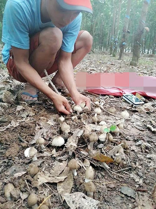 Khi nhổ nấm, người hái không dùng dao hay bất cứ vật gì bằng kim loại vì sợ nấm mùa sau lặn mất. Do đó, những chỗ đất cứng, họ chỉ dùng que tre hoặc que gỗ. Ảnh: Binhphuoconline.