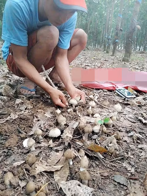 Khi nhổ nấm, người hái không dùng dao hay bất cứ vật gì bằng kim loại vì sợ nấm mùa sau lặn mất. Do đó, những chỗ đất cứng, họ chỉ dùng que tre hoặc que gỗ. Ảnh: Binhphuoconline.