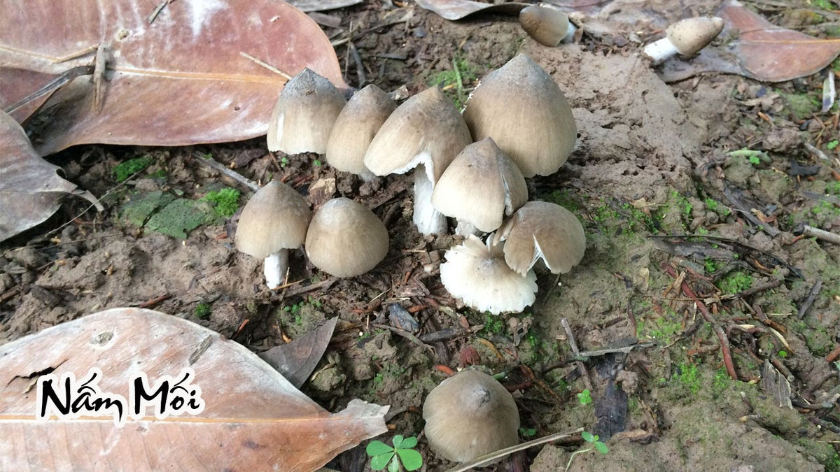 Là loại nấm tự nhiên, không thể trồng được nên nấm mối có giá vô cùng đắt đỏ, từ 500.000 - gần 1 triệu đồng/kg. Ảnh: Youtube.