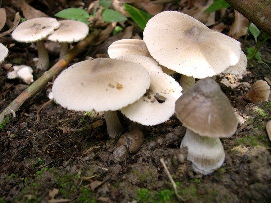 Càng về trưa, nấm càng nở to thì ít giá trị hơn. Ảnh: Tinmoitruong.