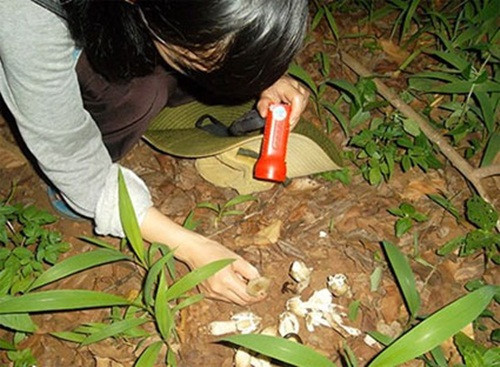 Thời điểm săn nấm mối tốt nhất là từ 3h-5h sáng. Lúc này tai nấm chưa nở bung, giá trị dinh dưỡng cũng như giá cao hơn so với nấm đã nở. Ảnh: Bao Ba Ria Vung Tau.