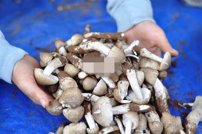 Nấm mối thường xuất hiện gần những tổ mối đất trong vườn. Ảnh: Nongnghiep.