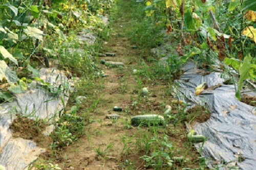 Những ruộng dưa leo trái rụng đầy gốc, không ai buồn thu hoạch bán. Ảnh: Nongnghiep.