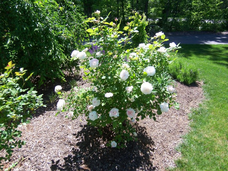 Thân cây cao, gầy, không gai, mềm mại dễ uốn cong thành các khum vòm trang trí cho khung cửa sổ. Ảnh: Hongleocolong.