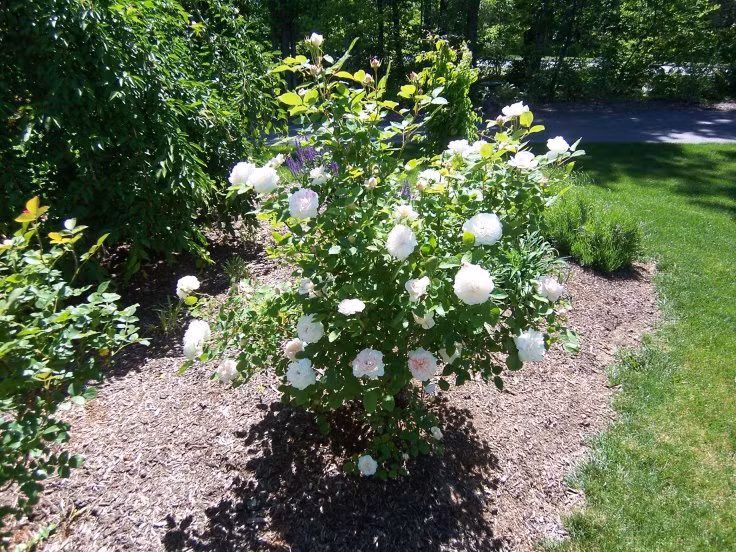 Thân cây cao, gầy, không gai, mềm mại dễ uốn cong thành các khum vòm trang trí cho khung cửa sổ. Ảnh: Hongleocolong.