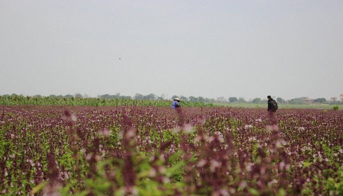 Những ngày cuối tháng 11/2017, cánh đồng rau húng quế ở huyện Phú Xuyên, Hà Nội khiến nhiều người cứ ngỡ hoa oải hương. Ảnh: VTC.