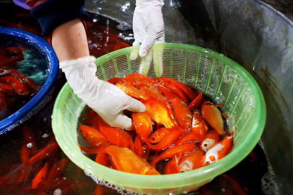 Cá chép được chọn lựa rất kĩ trước khi bán cho người dân.