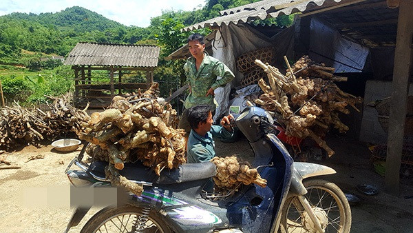 Giá gốc cây ngũ sắc phụ thuộc vào kích thước và thân hình, dao động từ 80.000 - 200.000 đồng. Ảnh: Dân Việt.