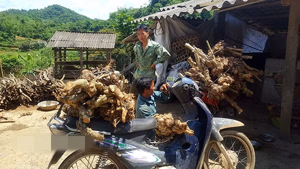 Giá gốc cây ngũ sắc phụ thuộc vào kích thước và thân hình, dao động từ 80.000 - 200.000 đồng. Ảnh: Dân Việt.