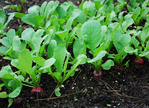 Củ cải dễ bị rệp và sâu bọ phá hoại, cần phòng trừ và phát hiện sớm để không làm ảnh hưởng đến năng suất. Ảnh: Wikihow.