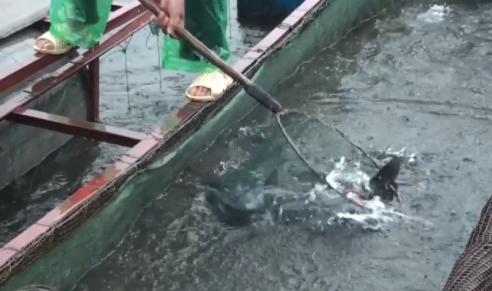 Hồ Gò Miếu nằm giữa vùng núi cao, xung quanh không có con người sinh sống, không ống cống xả thải ra môi trường nước. Nhờ đó, cá ít bị dịch bệnh. Ảnh: VTC.