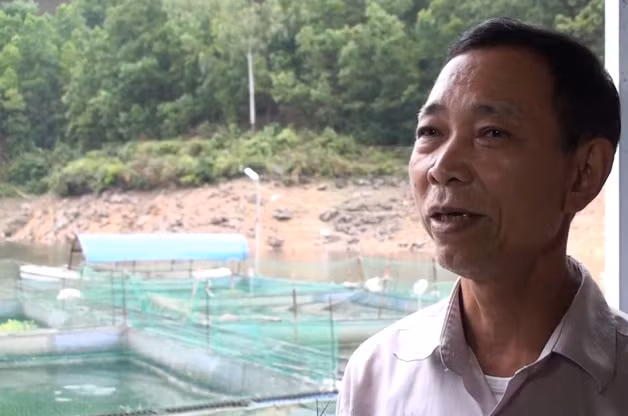 Lồng cá của ông Hạnh có khoảng 20.000 con cá lăng. Ảnh: VTC.