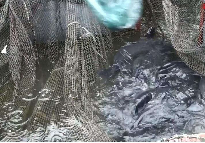 Năm 2017, gia đình ông Hạnh khai thác được 60 tấn cá. Năm 2018 dự kiến đạt 100 tấn, doanh thu khoảng 3 tỷ đồng. Ảnh: VTC.