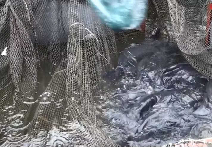 Năm 2017, gia đình ông Hạnh khai thác được 60 tấn cá. Năm 2018 dự kiến đạt 100 tấn, doanh thu khoảng 3 tỷ đồng. Ảnh: VTC.