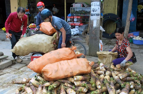 Có gia đình thu về hơn 60 triệu đồng chỉ sau mùa đào măng vầu. Ảnh: Baobackan.