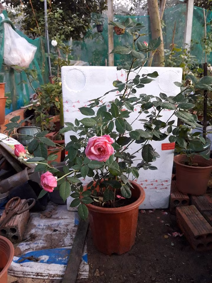 Nếu trồng trong vườn hoặc ngoài ruộng thì đào hốc to hơn bầu cây, tránh làm vỡ bầu. Ảnh: FB Hoa hồng.