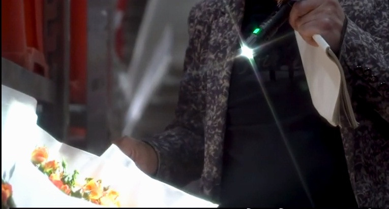 Họ dùng đèn pin để kiểm tra chất lượng hoa.