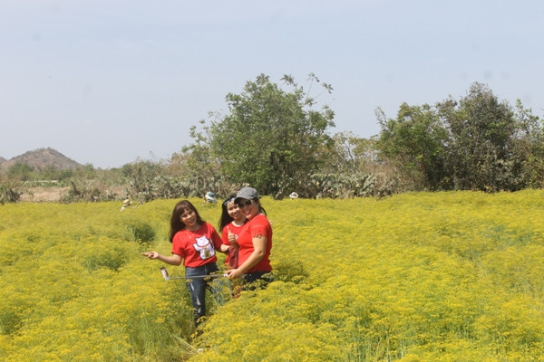 Vườn hoa thì là có diện tích 4ha được trồng trong thời gian trên 3 tháng và sắp cho thu hoạch hạt. Ảnh: Dân Việt.