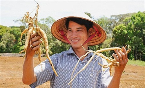 Trước đây, Tu Mơ Rông là một trong những huyện nghèo nhất tỉnh Kon Tum. Tuy nhiên, vài năm gần đây nhờ trồng sâm dây, nhiều hộ nông dân đã thoát nghèo, vươn lên làm giàu. Ảnh: Baokontum.