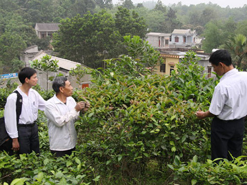 Chè tím uống rất đắng, chát, có tác dụng phòng chống ung thư nên được nhiều người săn tìm. Ảnh: Phuthoonline.