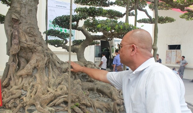 Bộ rễ của cây ôm trọn lấy đá, từ mặt chậu đến đỉnh cây cao 3,4m. Ảnh: Dân Việt.