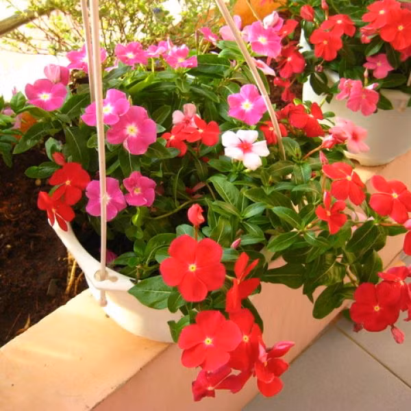 Hoa dừa cạn rủ được coi là nữ hoàng hoa treo mùa hè với vẻ đẹp rực rỡ và sai hoa. Ảnh: Sanvuonthongminh.