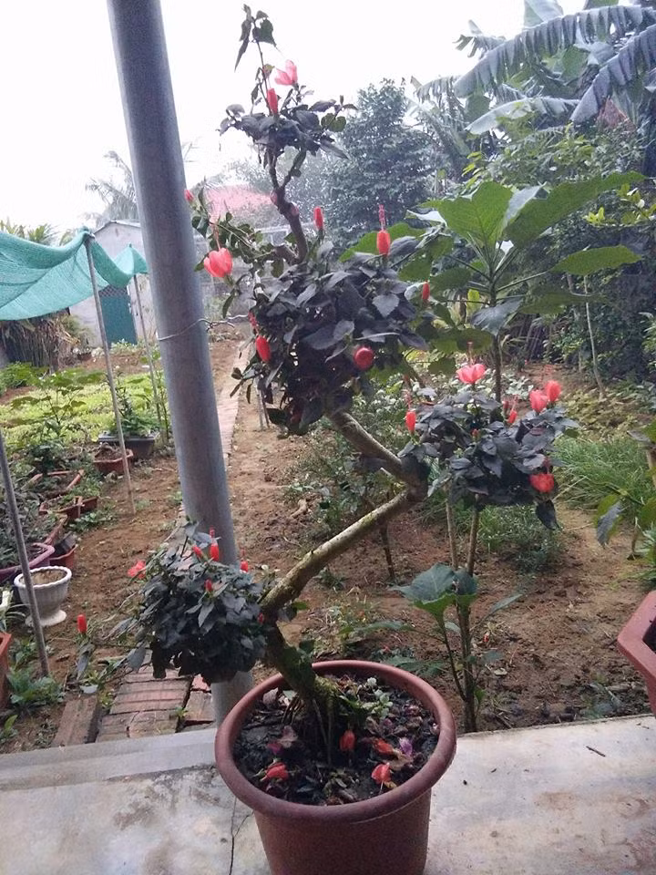 Bonsai thế độc đòi hỏi sự cắt tỉa, tạo uốn kỳ công của nghệ nhân. Ảnh: FB Cảnh Cường.