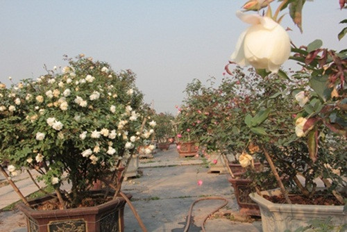 Bà chủ vườn hồng chia sẻ: “Hồng cổ Việt Nam đặc biệt là hồng cổ Sapa có vẻ đẹp tinh tế, mùi hương thơm rất dễ chịu và không hề thua kém hồng ngoại.